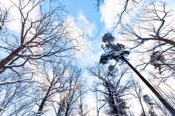 bottom view of blue sky with white clouds between tops of pine and oak trees in urban park in winter twilight