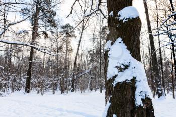 oak tree trunk in front of meadow covered with snow in urban park in winter twilight