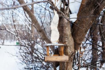 pork skin with lard over wooden wild bird feeder on a tree in urban park in winter twilight
