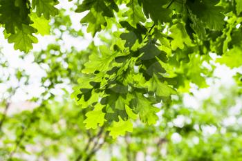 natural background - green leaves of oak tree in forest in summer day (focus on the leaves in the foreground)