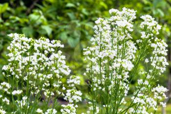 flowering horseradish (Armoracia Rusticana) plant in garden in summer day