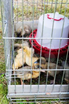 several ducklings in outdoor cage on grass in backyard in summer day