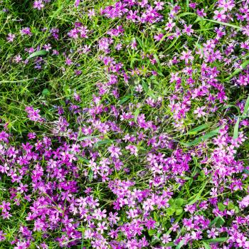 natural background - top view of pink flowers of phlox subulata on green meadow in summer day