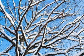 bottom view of snow-covered branches of oak tree in forest of Timiryazevskiy park of Moscow city in sunny winter day