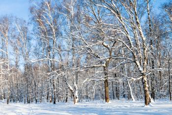 view of forest glade in Timiryazevskiy park of Moscow city in sunny winter day