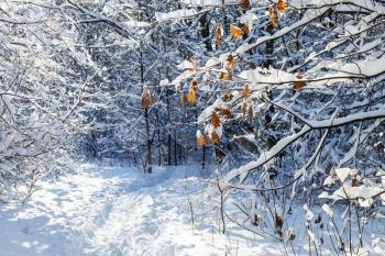 frozen leaves of maple tree over path in snow-covered forest of Timiryazevskiy park of Moscow city in sunny winter day