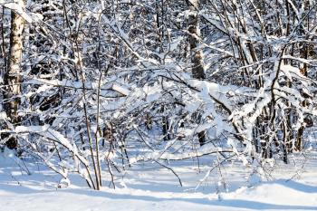 snow-covered thicket in forest of Timiryazevskiy park of Moscow city in sunny winter day