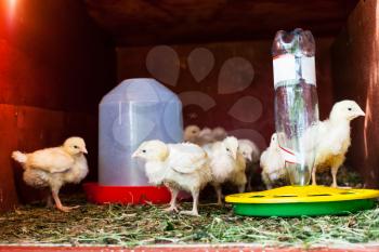 many chicks in chicken coop near feeder and drinking bowl