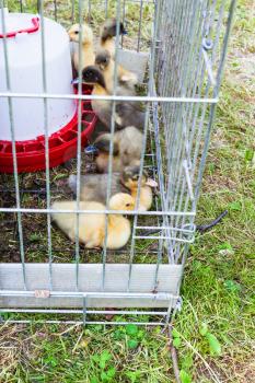 many ducklings in outdoor cage on lawn in backyard in summer day