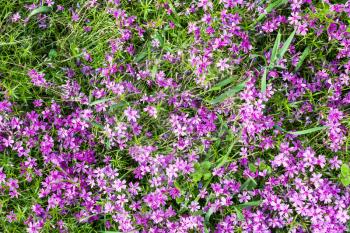 natural background - top view of pink flowers of phlox subulata on green lawn in summer day