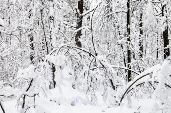 snowy landcape of winter forest in Timiryazevskiy park in Moscow city