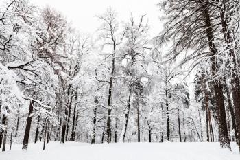 snow-covered meadow in winter forest of Timiryazevskiy park in Moscow city