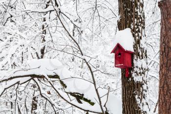 red bird house in winter forest of Timiryazevskiy park in Moscow city