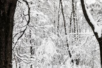 snow-covered intertwined branches in winter forest of Timiryazevskiy park in Moscow city