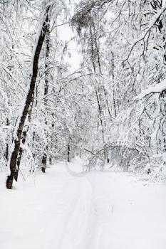 snow-covered path in urban Timiryazevskiy park in Moscow city in winter