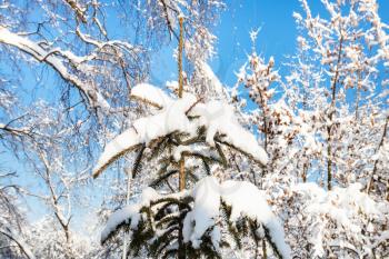 snow-covered spruce tree in snowy forest in Moscow city in sunny winter day