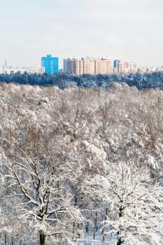 above view of oak grove in Timiryazevsky park and residential district in Moscow city in sunny winter day