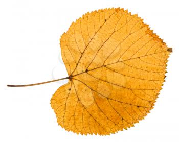 dried autumn leaf of linden tree isolated on white background