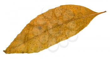 back side of old autumn fallen leaf of ash tree isolated on white background