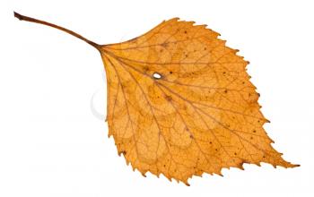 autumn holey yellow leaf of birch tree isolated on white background