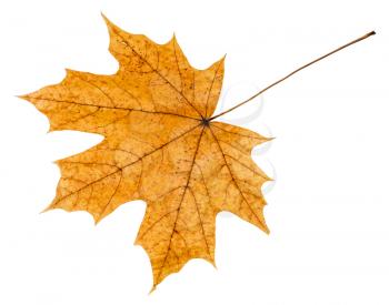 back side of yellow autumn leaf of maple tree isolated on white background