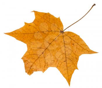 back side of autumn leaf of maple tree isolated on white background