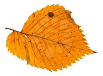 autumn holey leaf of elm tree isolated on white background