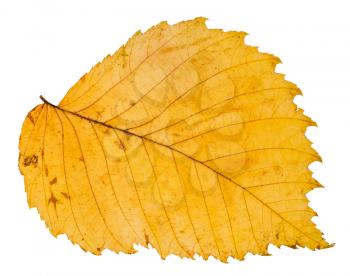 yellow autumn leaf of elm tree isolated on white background