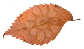 back side of rotten dried red leaf of elm tree isolated on white background