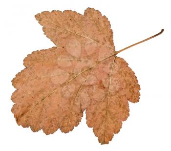 back side of dried leaf of viburnum tree isolated on white background