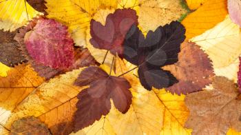 panoramic autumn background from various fallen leaves of viburnum, lime, elm, alder trees