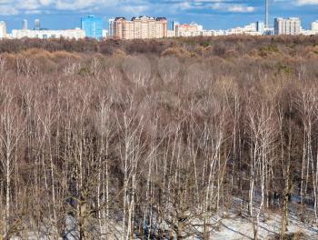 bare birch trees and last melting snow in urban Timiryazevskiy park in Moscow city in sunny spring day