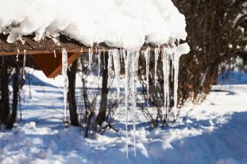 icicles illuminated by sun on the edge of roof of wooden cottage in sunny winter day in village in Smolensk region of Russia