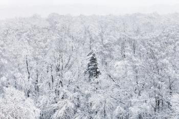 above view of snow covered trees in woods of Timiryazevskiy park in Moscow in winter