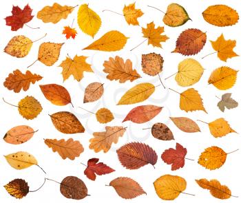 many various dried autumn fallen leaves isolated on white background
