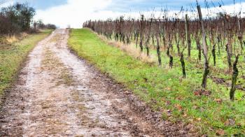 travel to France - dirty road along vineyard in Bollenberg Domain in Thann-Guebwiller arrondissement of Alsace county in the Haut-Rhin department in the Grand Est region of France in winter evening