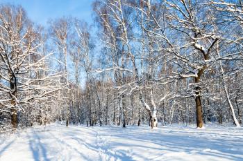 forest glade in Timiryazevskiy park of Moscow city in sunny winter day