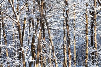 bare tree trunks in snowy forest of Timiryazevskiy park of Moscow city in sunny winter day