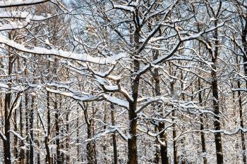 snow-covered intertwined branches of oak trees in forest of Timiryazevskiy park of Moscow city in sunny winter day