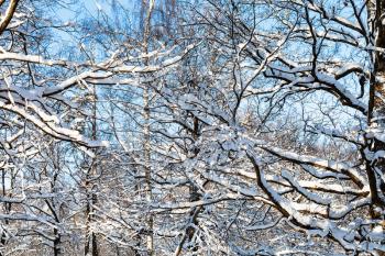 many snow-covered branches in forest of Timiryazevskiy park of Moscow city in sunny winter day