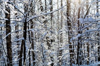 sunlight between snow-covered trees in forest of Timiryazevskiy park of Moscow city in sunny winter day