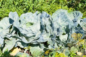 cabbages in vegetable garden in sunny summer day in Kuban region of Russia