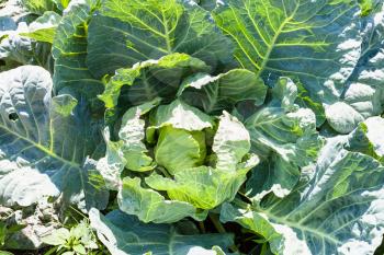 fresh head of cabbage in vegetable garden in sunny summer day Kuban region of Russia