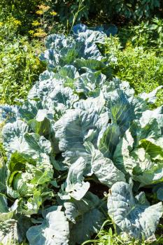 cabbages at bed in vegetable garden in sunny summer day in Kuban region of Russia