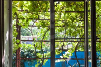 view of shady vineyard through home window in country house in sunny summer day in Kuban region of Russia
