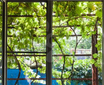 view of shady vineyard on patio through home window in country house in sunny summer day in Kuban region of Russia