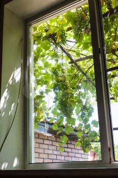view of grape bunches on patio through home window in country house in sunny summer day in Kuban region of Russia