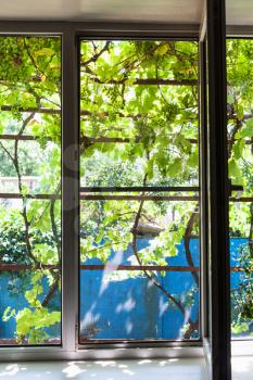 view of shady vineyard on backyard through home window in country house in sunny summer day in Kuban region of Russia