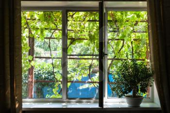 window in cottage with house plant in sunny summer day in Kuban region of Russia