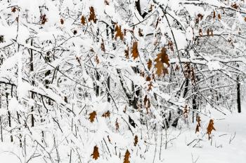 dried maple leaves on snow-covered branches in snowy forest of Timiryazevskiy park of Moscow city in overcast winter day